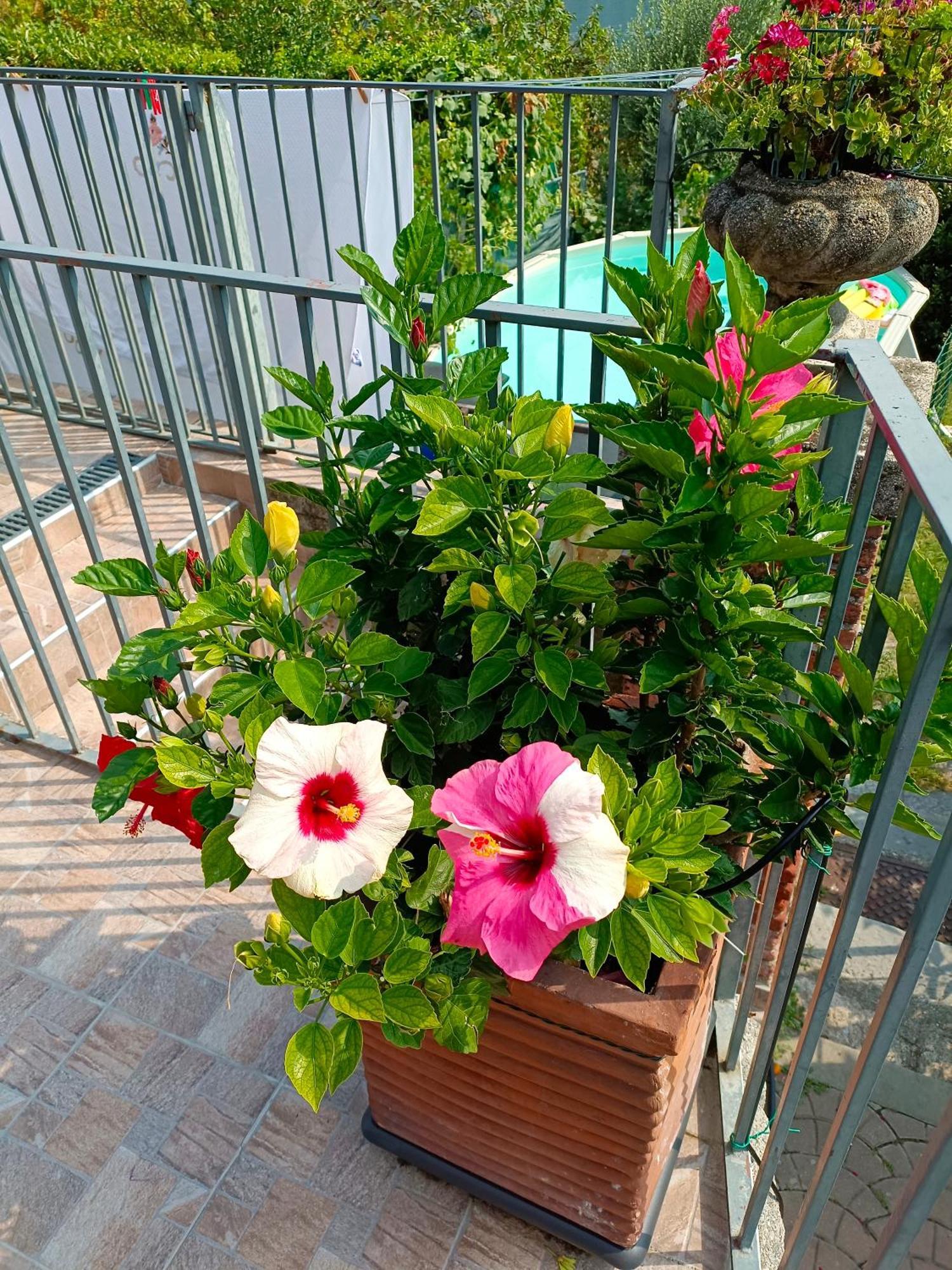 Le Rose Sul Lago Pescate Exterior photo
